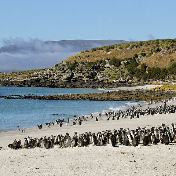 Magellanic_Penguins__Falkland_Islands_Werner_Thiele.jpeg 