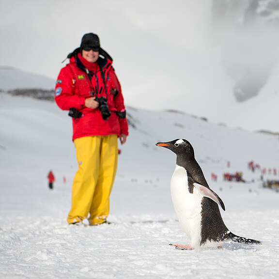 Pinguin und Passagier