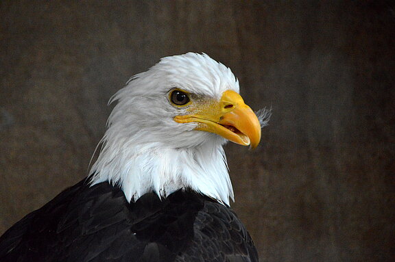 Ein Weißkopfseeadler in freier Wildbahn