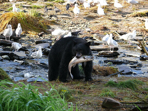 Ketchikan