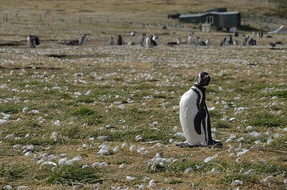 Pinguine in Punta Arenas, Chile